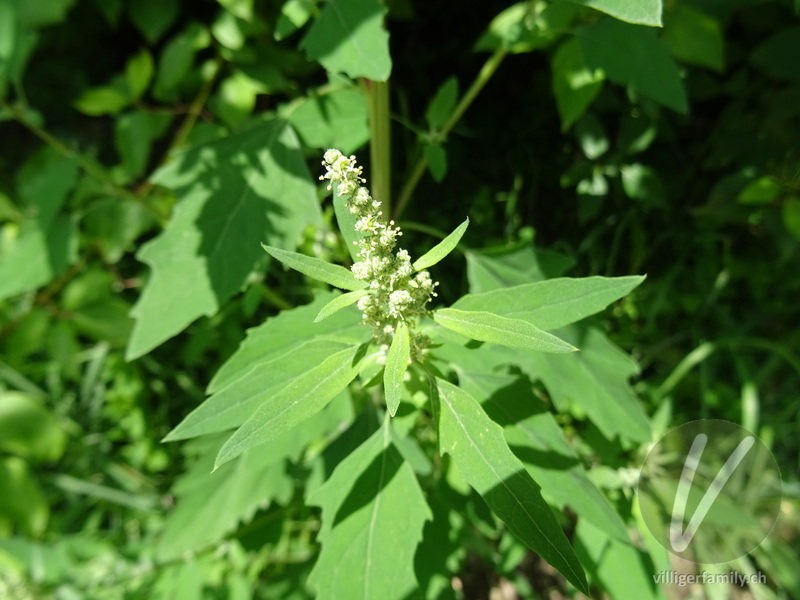 Weisser Gänsefuss: Übersicht
